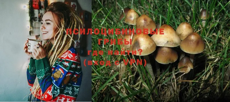 Псилоцибиновые грибы Cubensis  OMG ССЫЛКА  Кувандык 